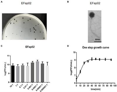 Bacteriophage-Resistant Mutant of Enterococcus faecalis Is Impaired in Biofilm Formation